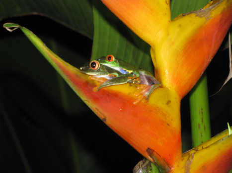 Rondreis Caribische kust Costa Rica - Samen in bad