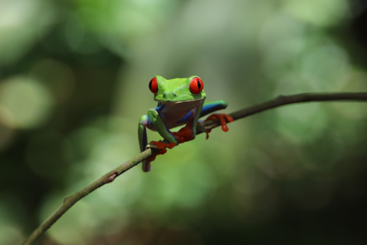 Rondreis hoogtepunten Costa Rica - Just say hello..