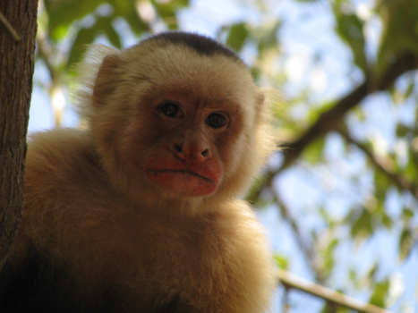 Manuel Antonio National Park - Why so serious?