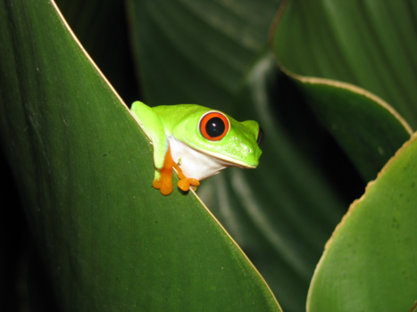 Rondreis Caribische kust Costa Rica - Were you looking for me?