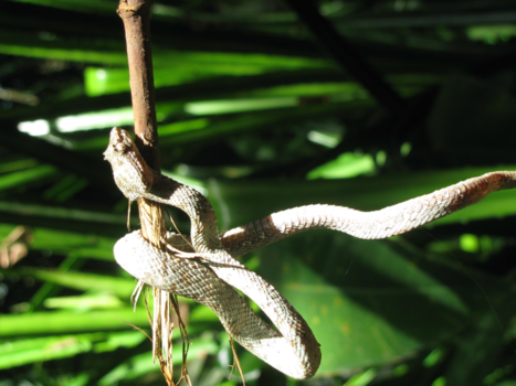 Corcovado National Park - Enjoying the morning sun