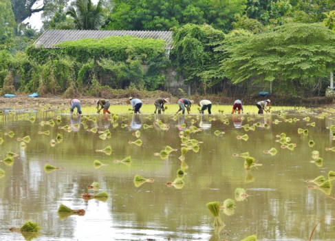Tortuguero National Park - Met z’n allen rijst planten
