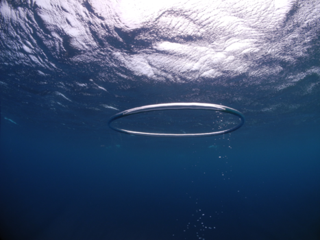 Bonaire - Circle of life