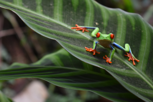 Cahuita National Park - The beauty of Costa Rica
