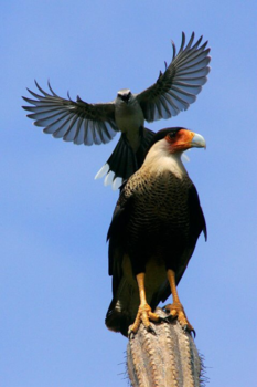 Curaçao - Warawara ku chuchubi