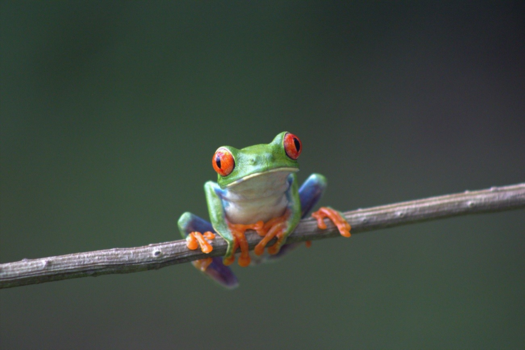 Costa Rica in drie weken - Who is watching me?