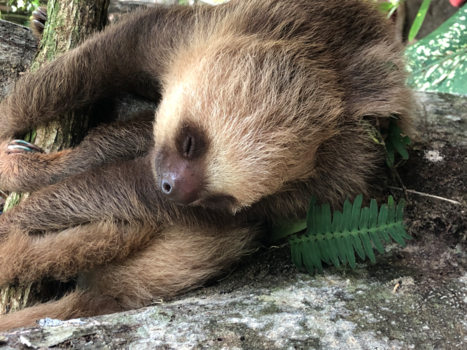 Costa Rica in drie weken - Ook heerlijk lui kan in Costa Rica!