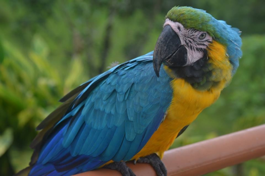 Costa Rica in drie weken - hermoso loro