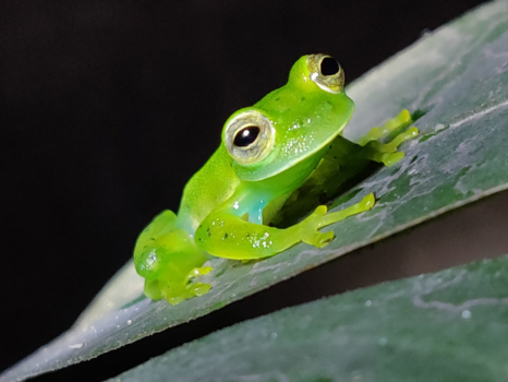 Costa Rica in drie weken