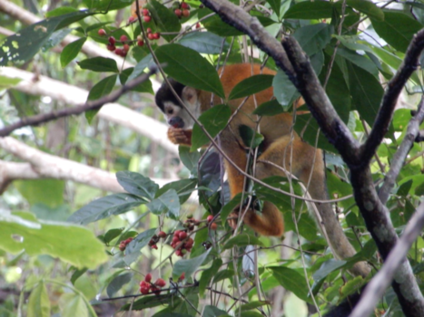 Costa Rica in drie weken
