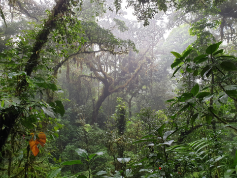 Costa Rica in drie weken - Regenmaud