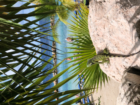 Curaçao - Leguaan in Curacao