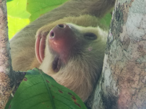 Rondreis hoogtepunten Costa Rica - Luiaard in caño negro