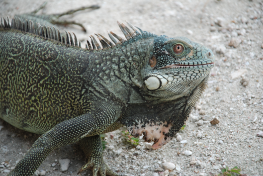 Curaçao - Close en counter of a special kind!