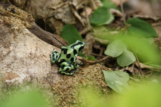 Rondreis hoogtepunten Costa Rica - Costa Rica