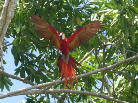 Costa Rica in drie weken - Drake Bay Corcovado