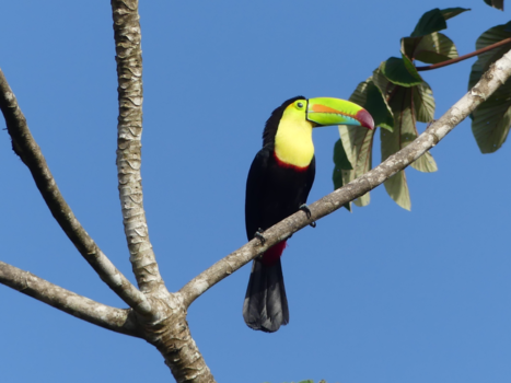 Costa Rica in drie weken - Toekan