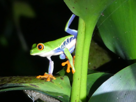 Costa Rica in drie weken - Costa Rica: pura vida!