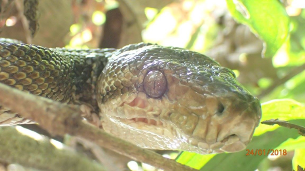 Costa Rica - Nothern tree boa conservation