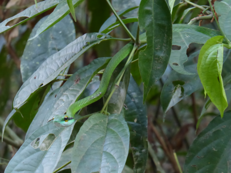 Costa Rica - Hide and Green