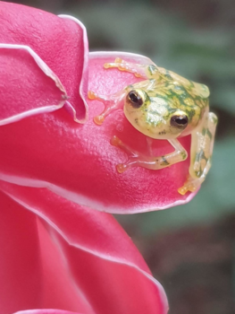 Rondreis hoogtepunten Costa Rica - Costa rica kikker
