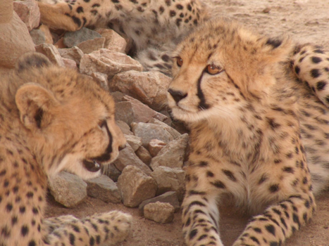 Costa Rica in drie weken - Cheetha`s Zuid-Afrika.