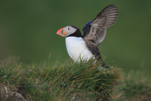 Rondreis Noord-Costa Rica - Een prachtig kleurrijke papegaaiduiker bij Latrabjarg, IJsland, gemaakt door mijn pap