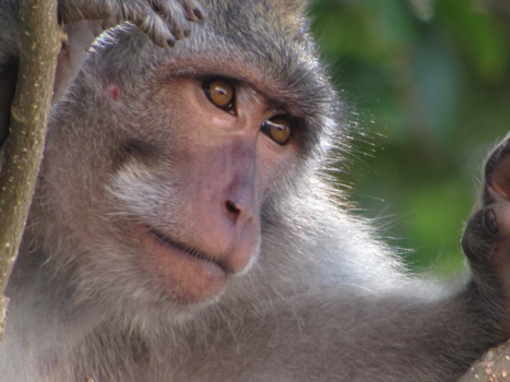 Curaçao - Balinees Aapje