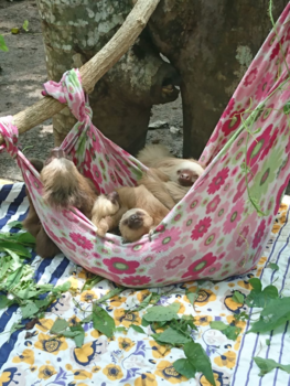 Costa Rica - Baby sloths