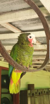 Cuba - Little friend