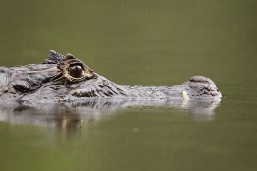 Costa Rica - Kaaiman die voor de voordeur ligt.