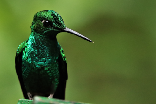 Costa Rica - Great grean briliant. 1 van de 52 prachtige kolibrie soorten van Costa Rica