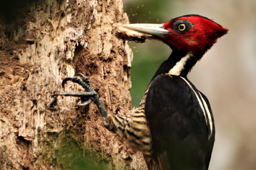 Costa Rica - Het hout verspintert wanneer deze pale billed woodpecher erop gaat hameren.