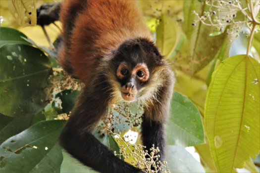 Costa Rica - Een jonge slingeraap aan het lunchen en ondertussen aapjes aan het kijken.