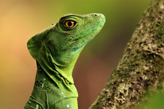 Costa Rica - Green beauty