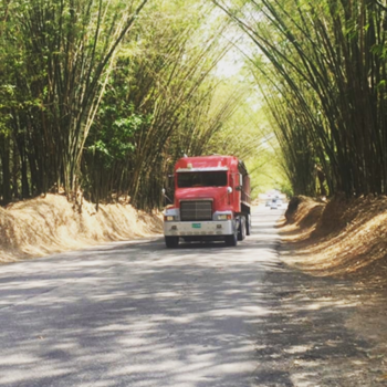 Jamaica - Bamboo avenue