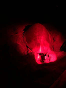 Costa Rica - Schildpad die haar eieren ingraaft op het strand