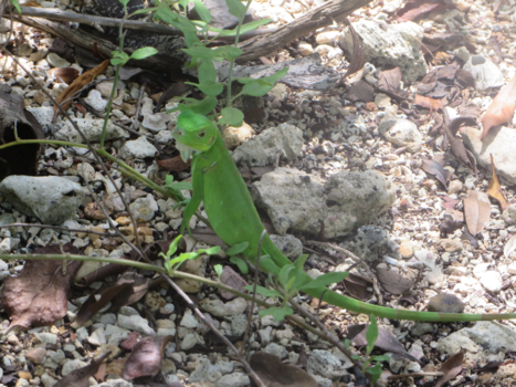 Rondreis Caribische kust Costa Rica - Klein maar zo mooi