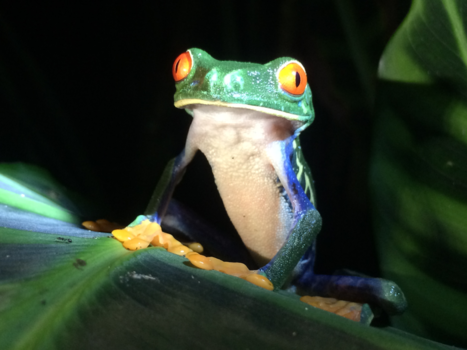 Rondreis Noord-Costa Rica - Friendly frog