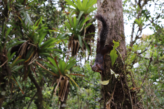 Sarapiqui - Eekhoorn