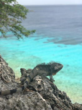 Bonaire - Iguana