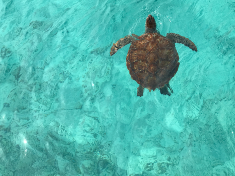 Klein Curaçao - Zoveel mooie schildpadden