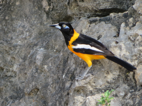 Curaçao - Gewoon bij het strand