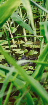Mexico - Kaaiman Tortuguero