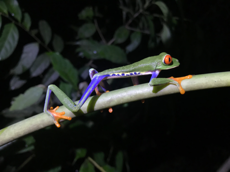 Costa Rica in drie weken - Geweldige mooie kikker.