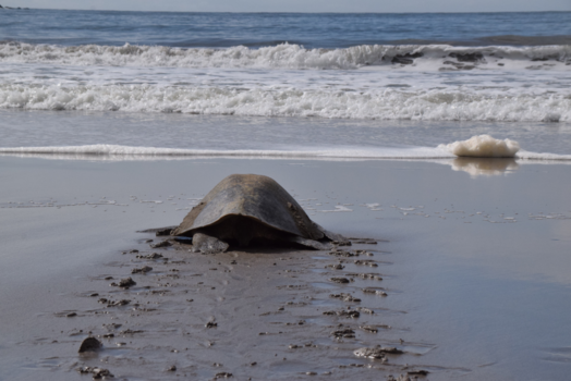 Rondreis hoogtepunten Costa Rica - Costa Rica