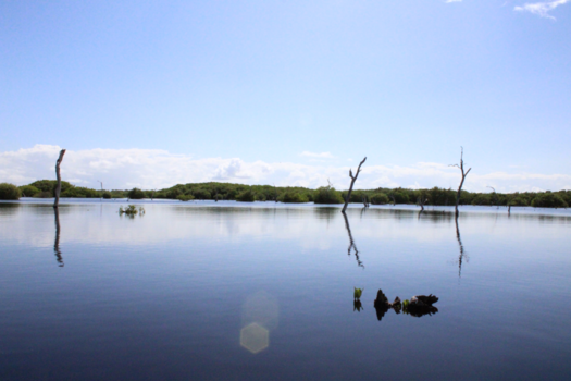 Mexico - Mangroves Sisal