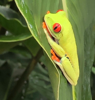 Costa Rica in drie weken - Tropical frog