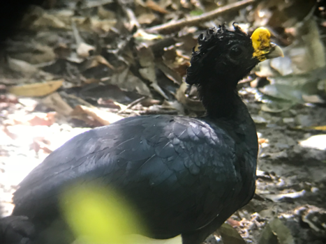 Costa Rica in drie weken