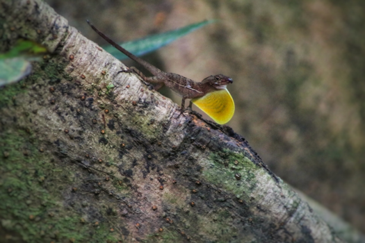Costa Rica in drie weken